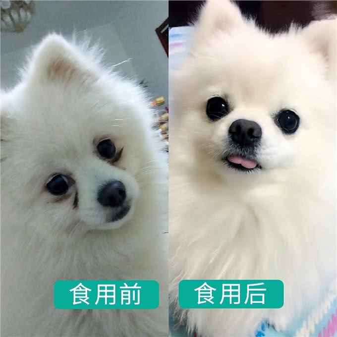 博美犬能活多久?常犯这5点错误,它更短命