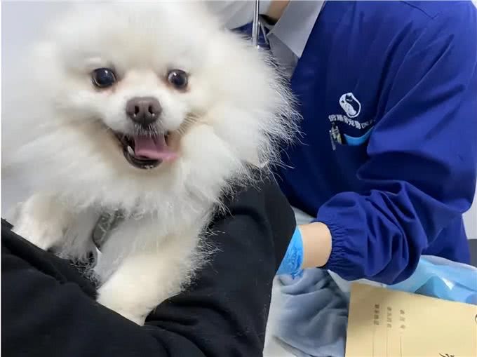 博美犬能活多久?常犯这5点错误,它更短命