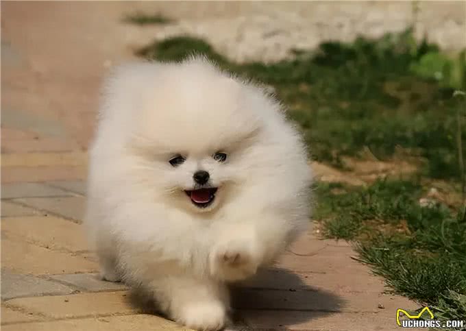 博美犬能活多久?常犯这5点错误,它更短命