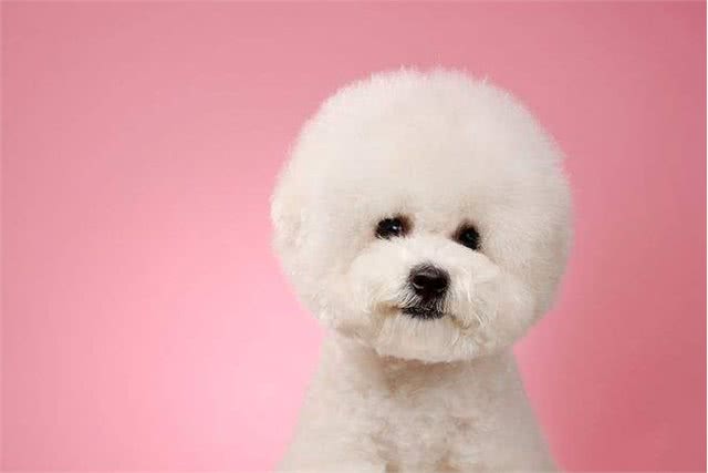 比熊犬想养好,就要避免这5个饮食禁忌!吃得好看又健康