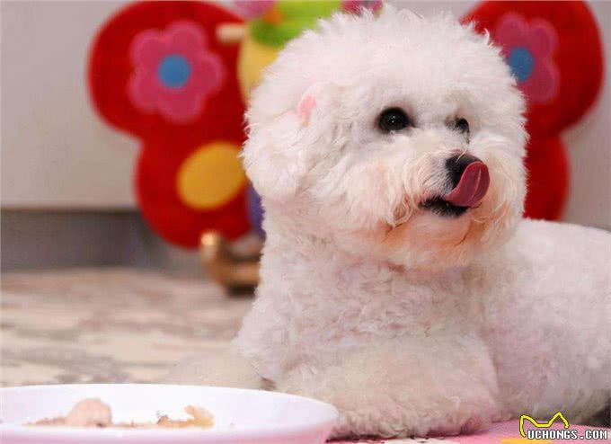 比熊犬想养好,就要避免这5个饮食禁忌!吃得好看又健康