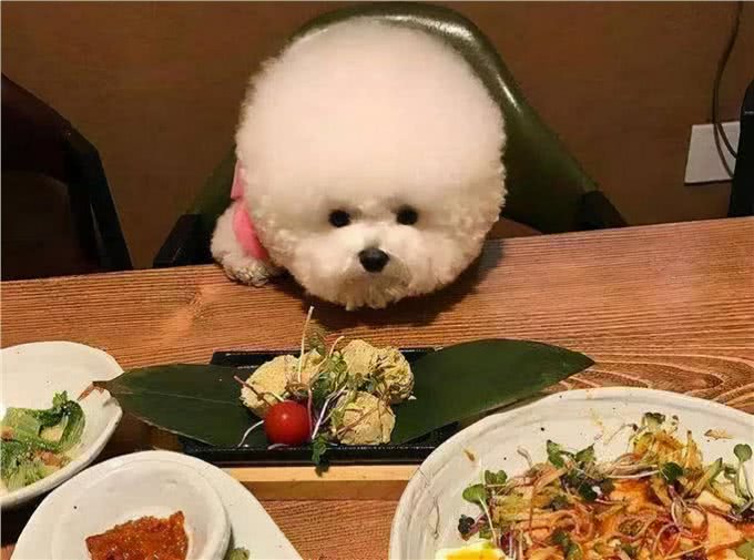 比熊犬想养好,就要避免这5个饮食禁忌!吃得好看又健康