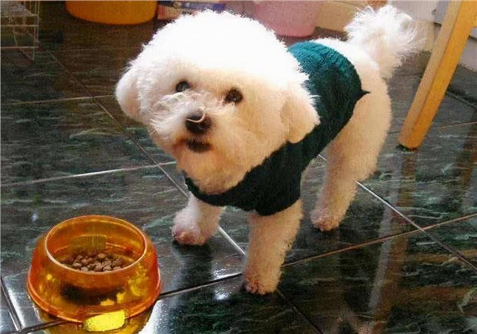 比熊犬想养好,就要避免这5个饮食禁忌!吃得好看又健康