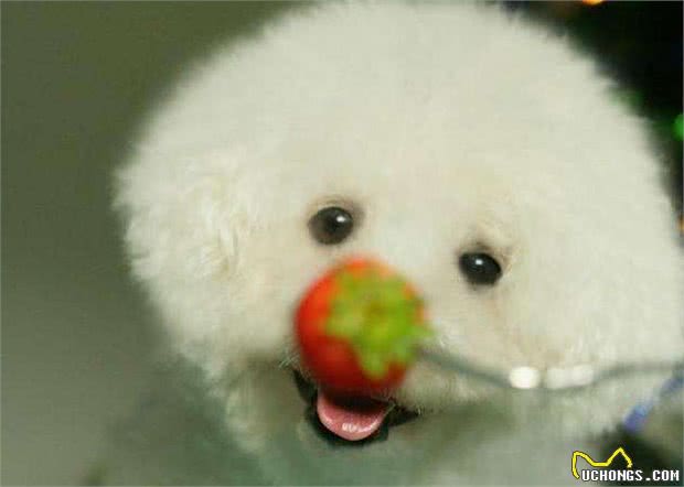 比熊犬想养好,就要避免这5个饮食禁忌!吃得好看又健康