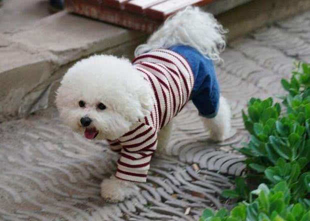 比熊犬想养好,就要避免这5个饮食禁忌!吃得好看又健康