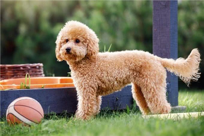 泰迪犬的这些训练方法你都知道吗?泰迪犬日常口令训练技巧!