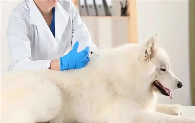 狗狗需要打的疫苗有哪些?多久打一次?