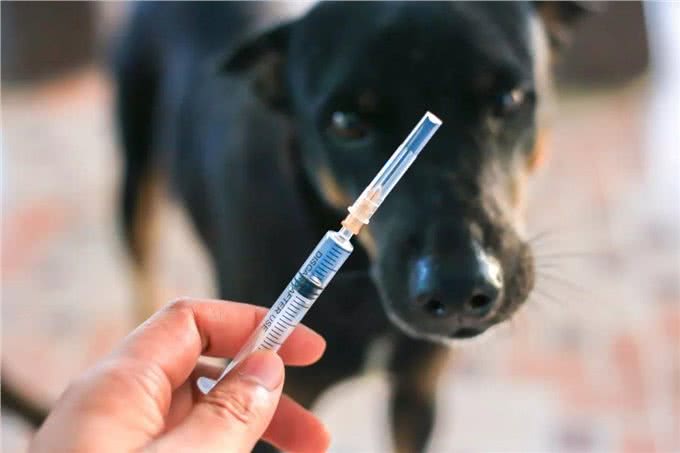 狗狗需要打的疫苗有哪些?多久打一次?