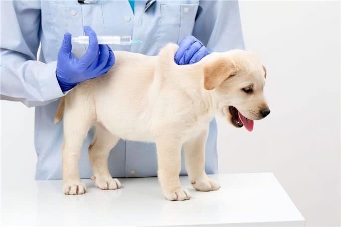 狗狗需要打的疫苗有哪些?多久打一次?