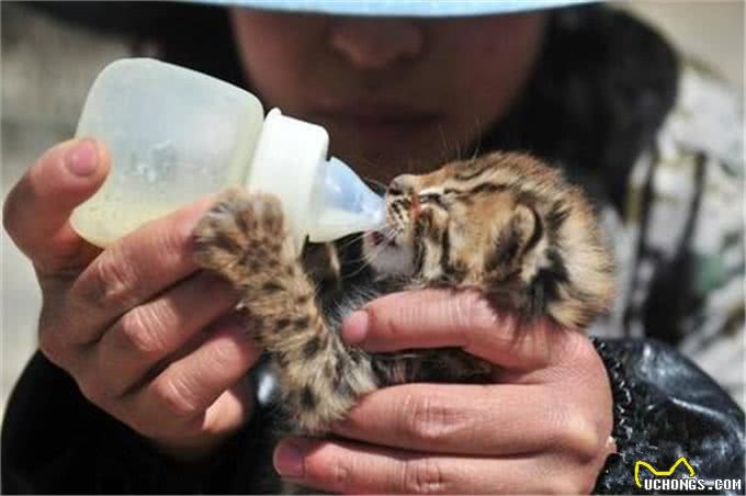 村民捡到三只奶猫,却发现猫咪叫声异常,真实身份确认后吓到众人