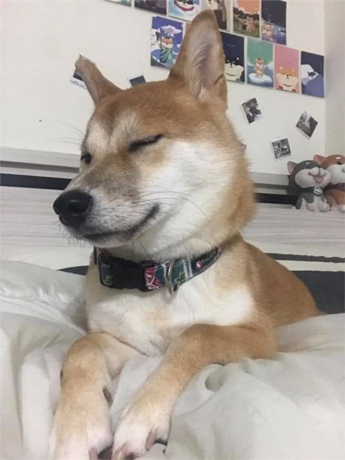 主人晕倒,被两只狗狗救回一命,生病时狗狗还一直守在身边