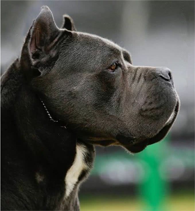 世界第一护卫犬:卡斯罗完美的家庭伴侣犬