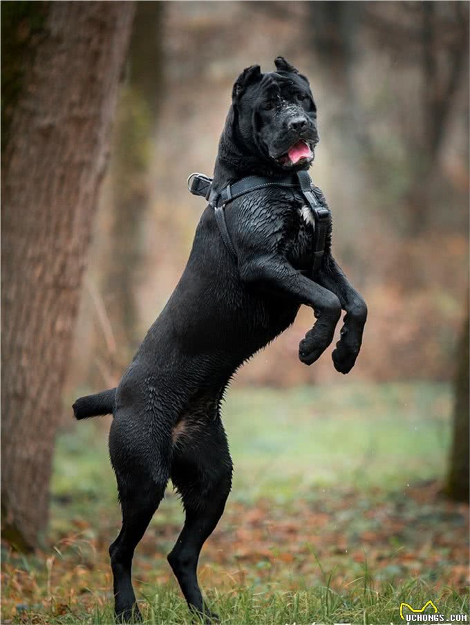 世界第一护卫犬:卡斯罗完美的家庭伴侣犬
