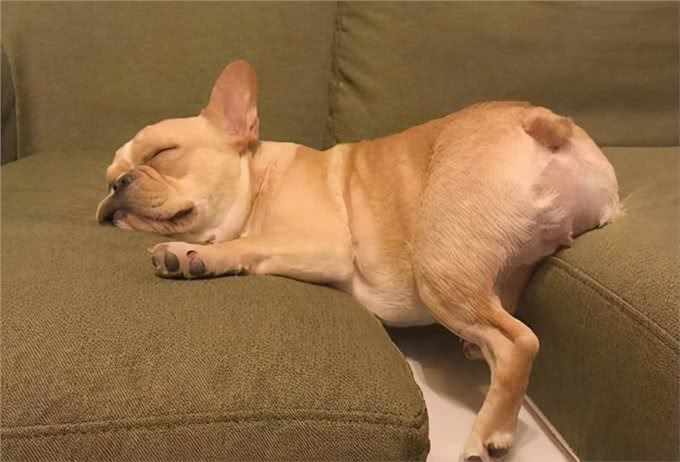 从狗狗的睡觉地点,确认它对你的感情