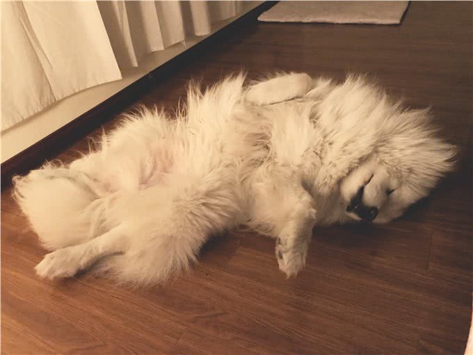 从狗狗的睡觉地点,确认它对你的感情