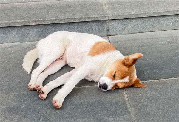 从狗狗的睡觉地点,确认它对你的感情