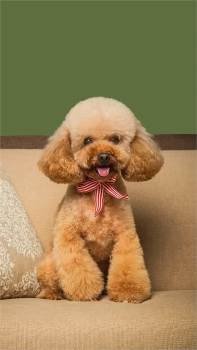 养狗吗?很省心的那种:泰迪犬