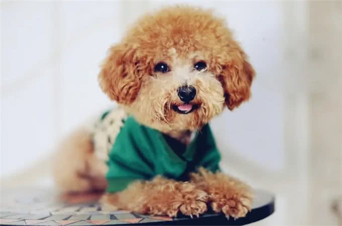 养狗吗?很省心的那种:泰迪犬