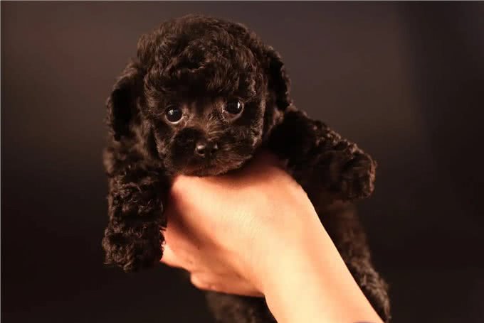 养狗吗?很省心的那种:泰迪犬