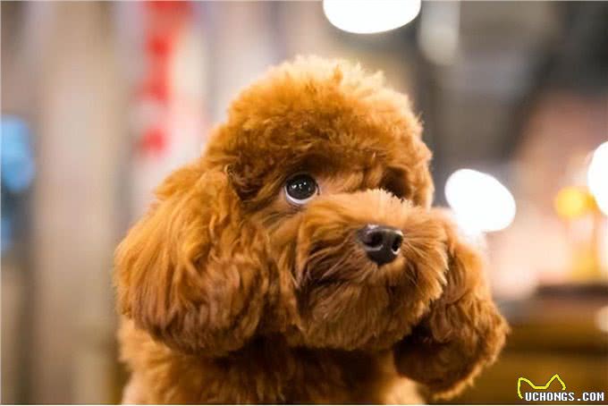 养狗吗?很省心的那种:泰迪犬