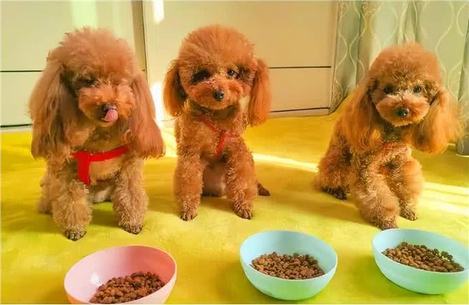 养狗吗?很省心的那种:泰迪犬