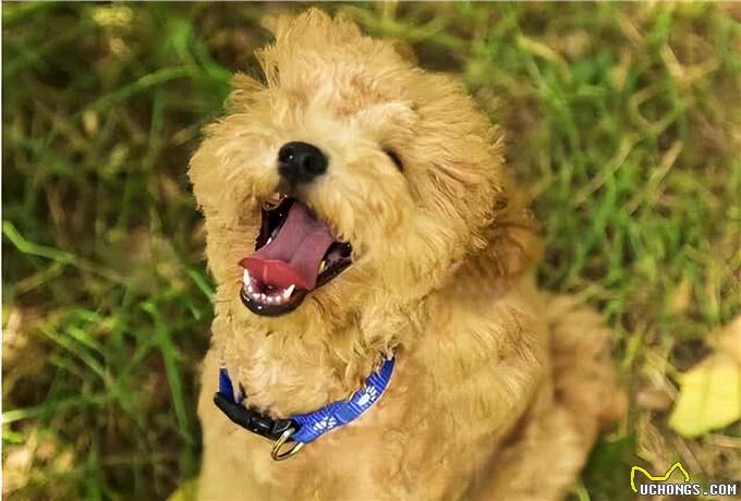 养狗吗?很省心的那种:泰迪犬
