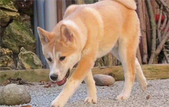 秋田犬和柴犬到底有什么区别?
