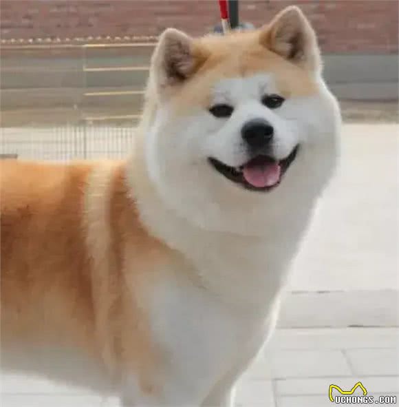 秋田犬和柴犬到底有什么区别?