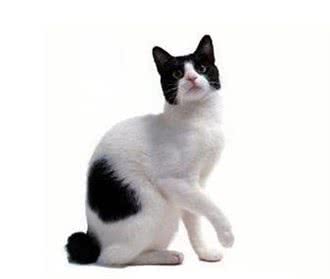 哪种猫最值得买?养美短,最省钱!
