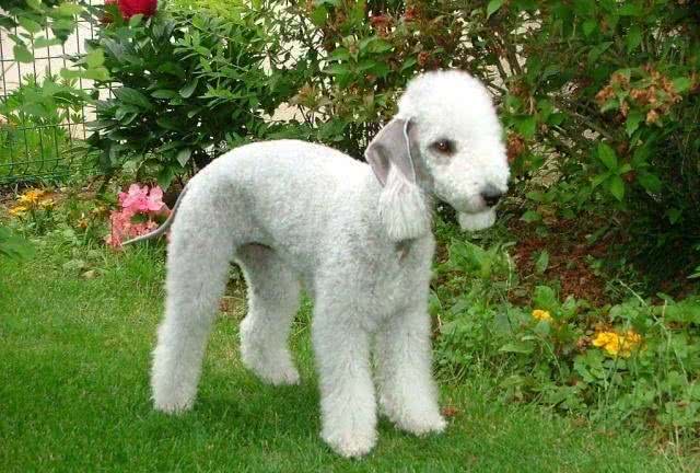 长相最特别的狗狗—贝林顿梗犬