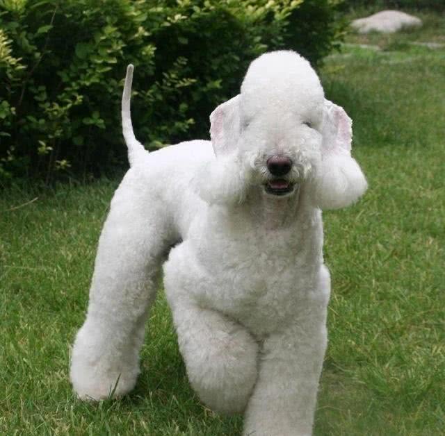 长相最特别的狗狗—贝林顿梗犬