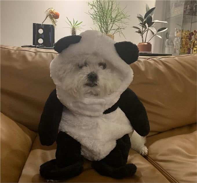 铲屎官看了想剁手!这些猫咪狗子的冬装也太时尚了吧