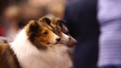 世界名犬—喜乐蒂牧羊犬