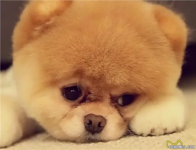 狗子也会抑郁吗?