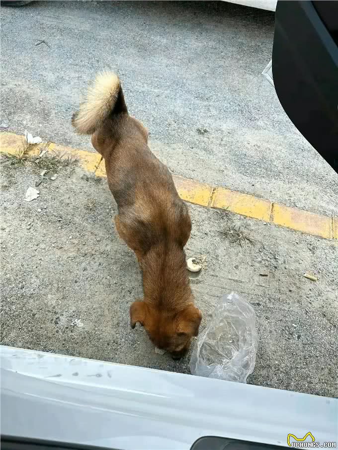 狗狗不会说话,有异常真的要注意!子宫蓄脓