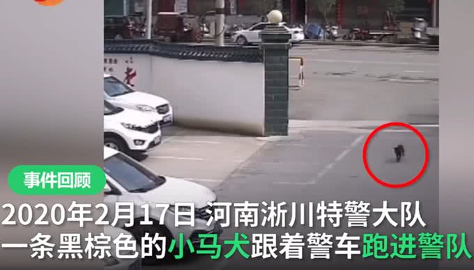 流浪犬跑进警队,凭实力成为警犬学员,网友:自己考上正式编制