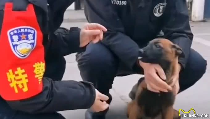 流浪犬跑进警队,凭实力成为警犬学员,网友:自己考上正式编制