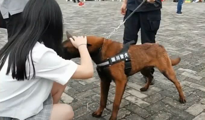 流浪犬跑进警队,凭实力成为警犬学员,网友:自己考上正式编制