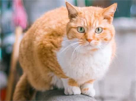 最好养的猫咪排名榜来了,第1名当之无愧