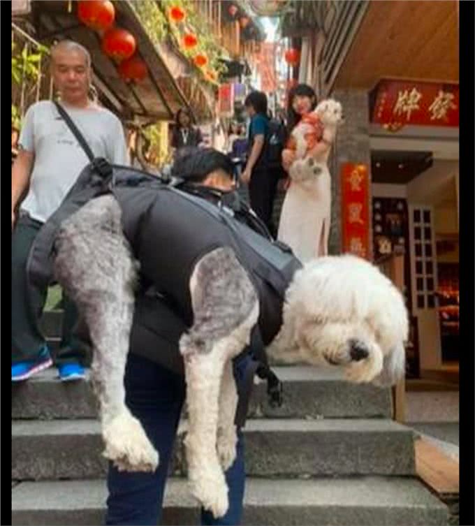 9岁老狗身体每况愈下,主人带它最后一次去旅行,众多网友被感动