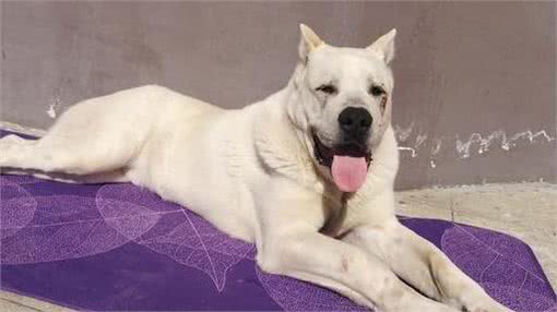 现代猛犬的断尾裁耳,取决于饲养用途和条件(以中亚牧羊犬为例)