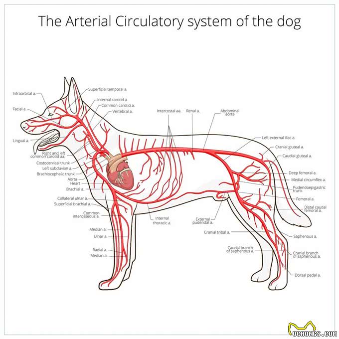 现代猛犬的断尾裁耳,取决于饲养用途和条件(以中亚牧羊犬为例)