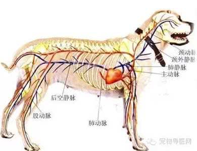 现代猛犬的断尾裁耳,取决于饲养用途和条件(以中亚牧羊犬为例)