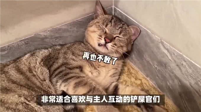 新宠来袭!说说孟加拉豹猫