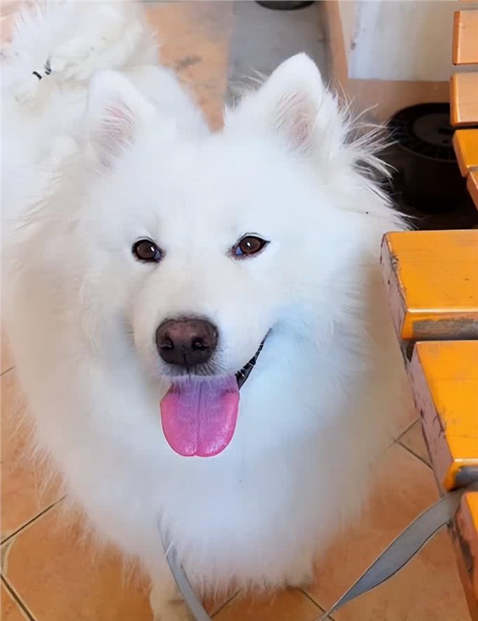 拖把犬靠学员投喂活着,被好心女子收养后,成功完成逆袭