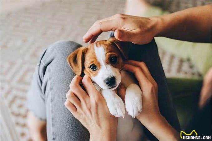 如何将爱犬培养成温柔的性格?主人必学的五大要点!