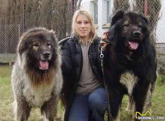 看看比藏獒还强悍的凶犬高加索犬的前世今生