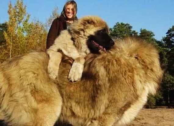 看看比藏獒还强悍的凶犬高加索犬的前世今生