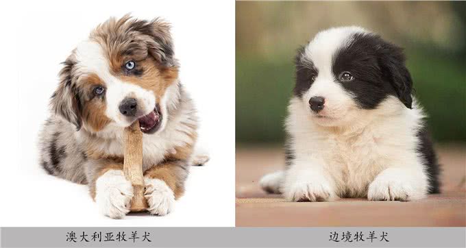 让你一眼分辨出真假美猴王—澳牧和边牧