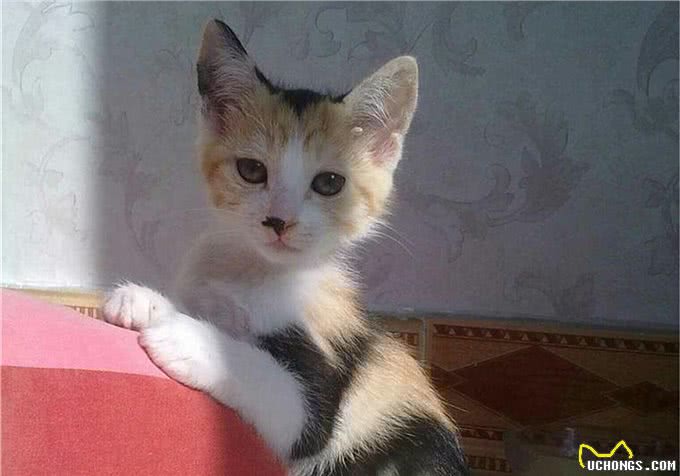 猫咪爱吃鱼但是不会游泳?真是游泳健将,不下水只是不愿湿了毛发